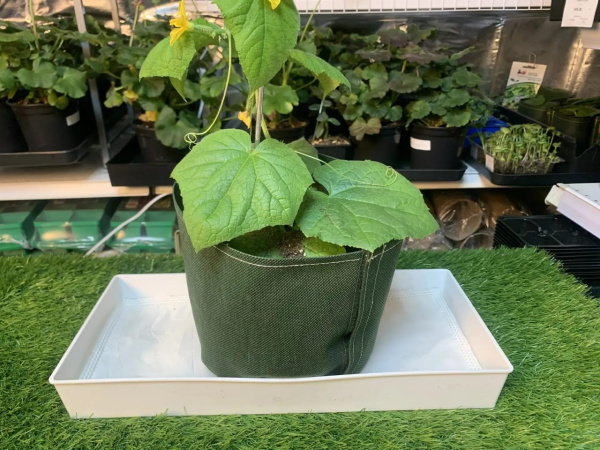 Ящик для рассады Профи на 3 л 40 х 17,5 х 5 см белый с капиллярным матом Благодатное земледелие